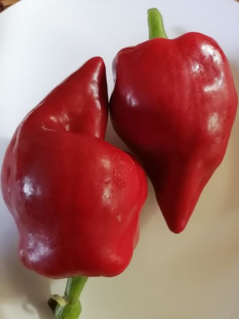  - SEMINTE ARDEI - A 45 LESJA