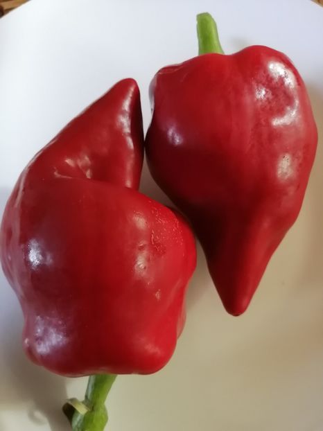  - SEMINTE ARDEI - A 45 LESJA