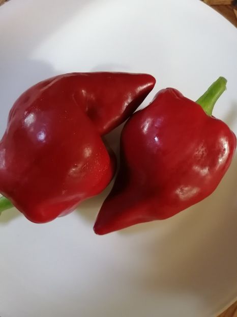  - SEMINTE ARDEI - A 45 LESJA