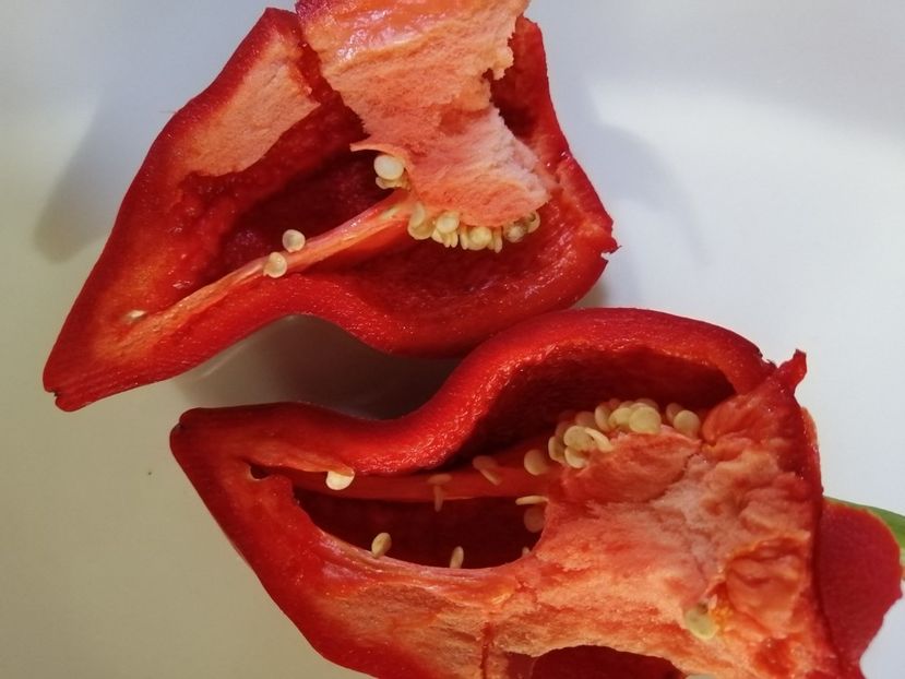  - SEMINTE ARDEI - A 45 LESJA