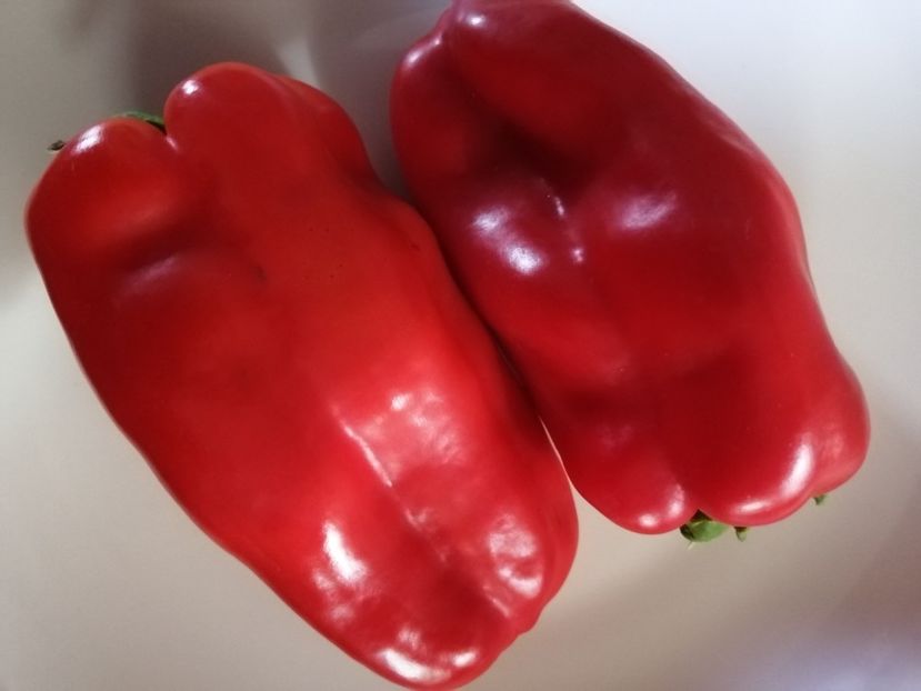  - SEMINTE ARDEI - A 80 MARINKA TONGUE