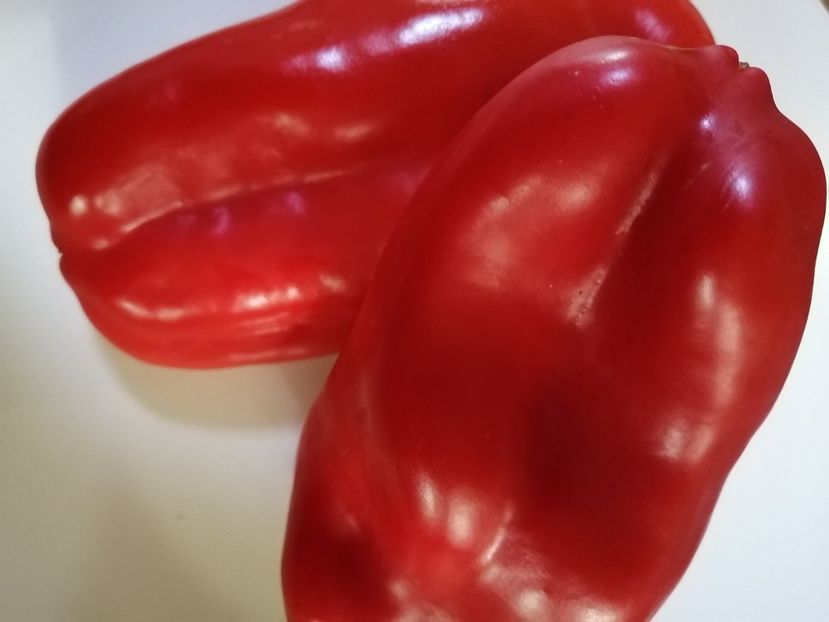  - SEMINTE ARDEI - A 80 MARINKA TONGUE