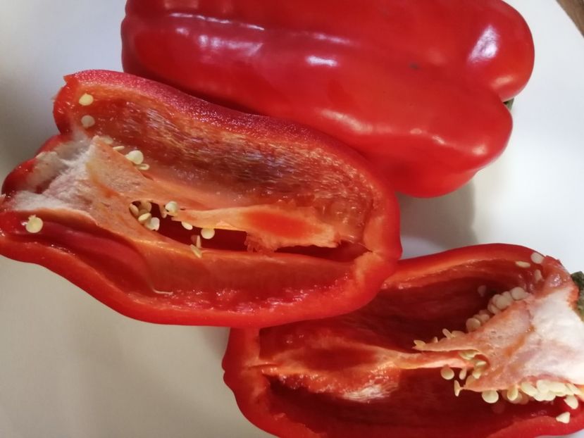  - SEMINTE ARDEI - A 80 MARINKA TONGUE