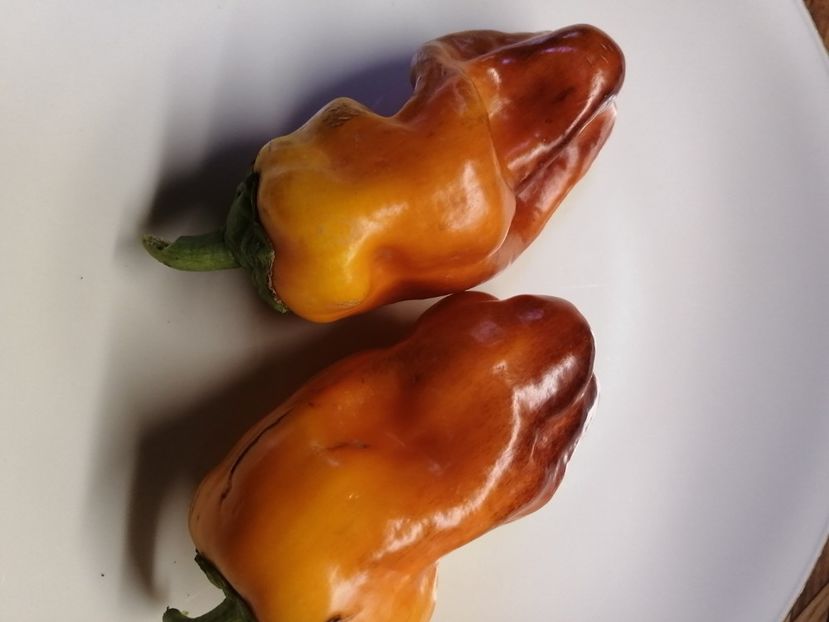  - SEMINTE ARDEI - A 77 BLOT