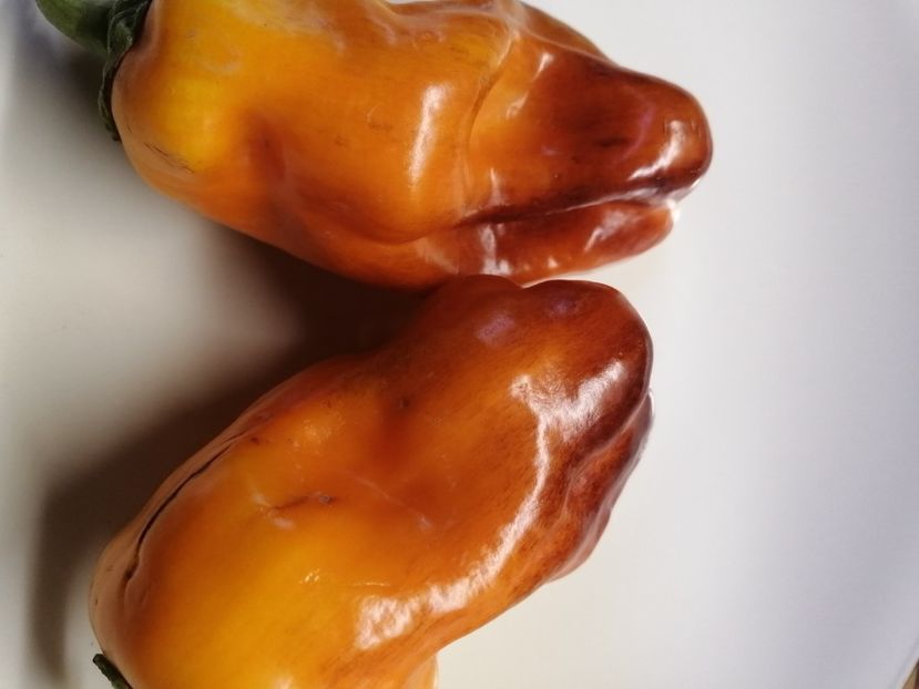  - SEMINTE ARDEI - A 77 BLOT