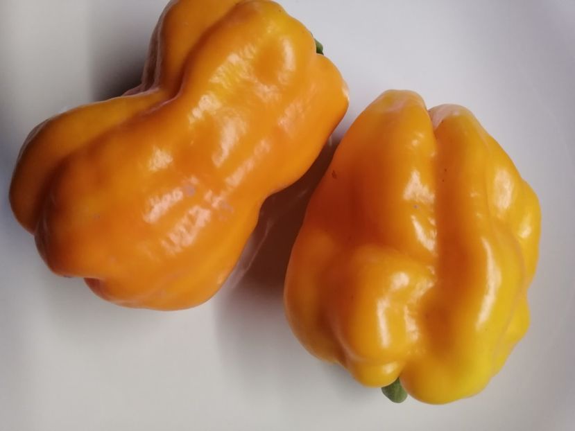  - SEMINTE ARDEI - A 46 ZOLOTAYA LAPAT