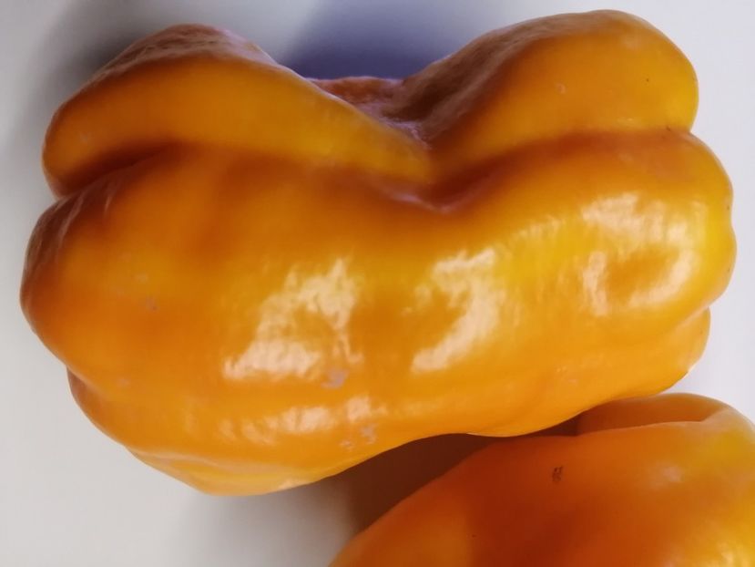  - SEMINTE ARDEI - A 46 ZOLOTAYA LAPAT