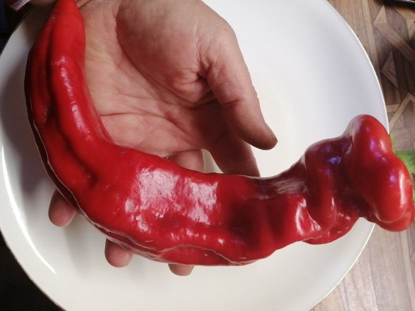  - SEMINTE ARDEI - A 53 CORNO DI TORRO ROSSO