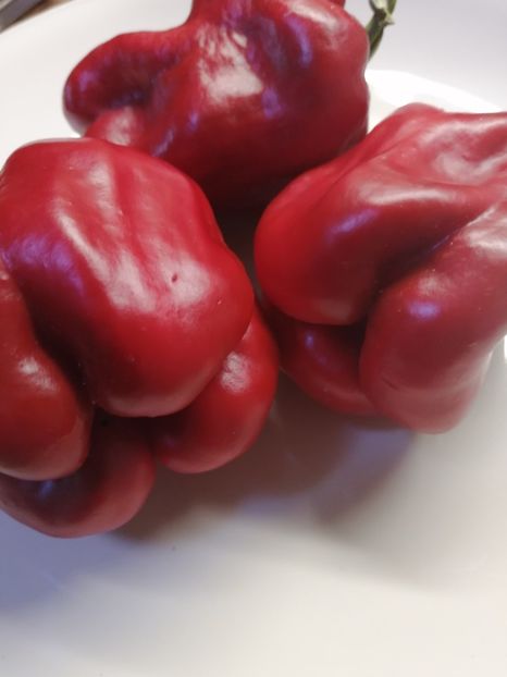  - SEMINTE ARDEI - A 54 QUADRATO D ASTI ROSSO