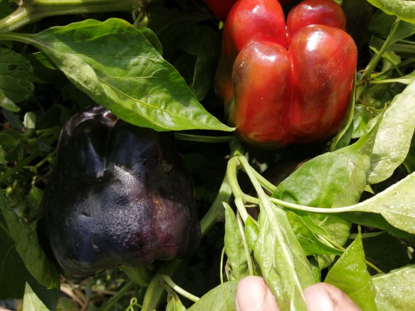  - SEMINTE ARDEI - A 69 PURPLE BELL