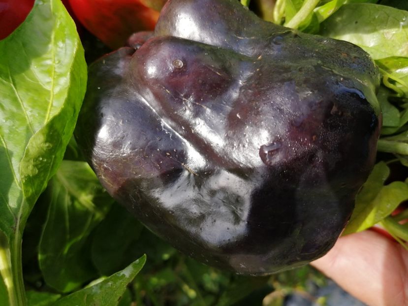  - SEMINTE ARDEI - A 69 PURPLE BELL