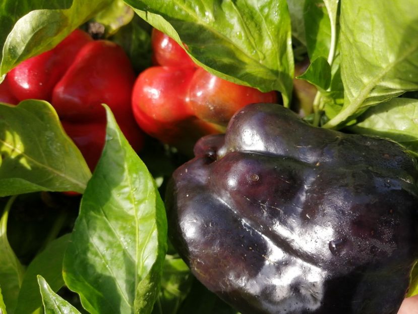  - SEMINTE ARDEI - A 69 PURPLE BELL