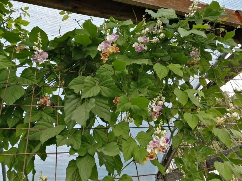  - SEMINTE VIGNA CARACALLA - D 223