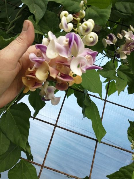  - SEMINTE VIGNA CARACALLA - D 223