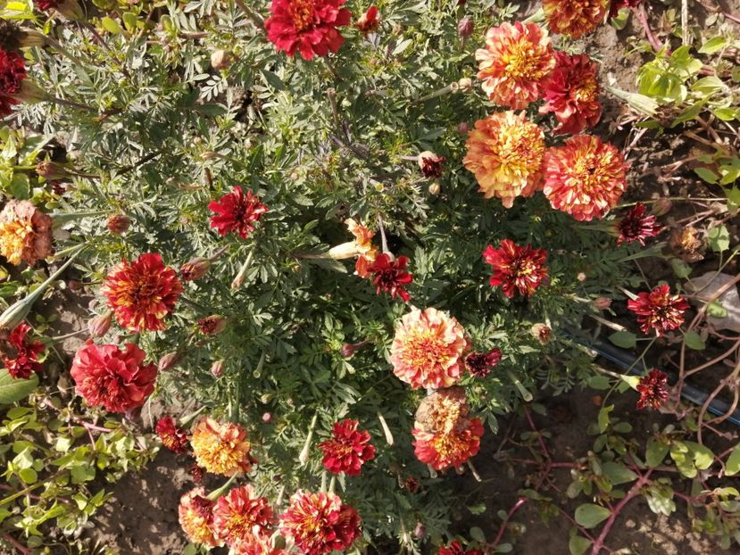  - SEMINTE CRAITE - D 197 MARYGOLD FRENCH STRAWBERRY BLONDE