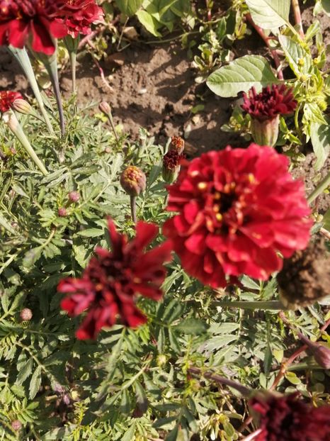  - SEMINTE CRAITE - D 197 MARYGOLD FRENCH STRAWBERRY BLONDE