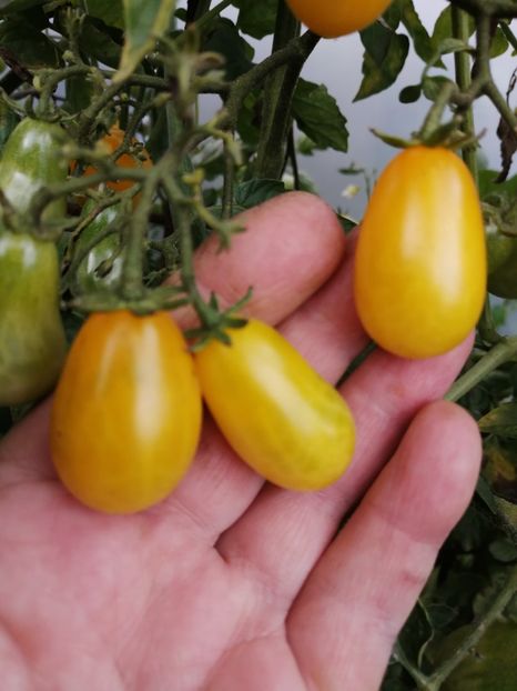  - SEMINTE ROSII - T 847 CORINA