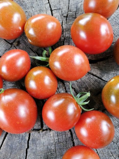  - SEMINTE ROSII - T 844 SANDY BELLE