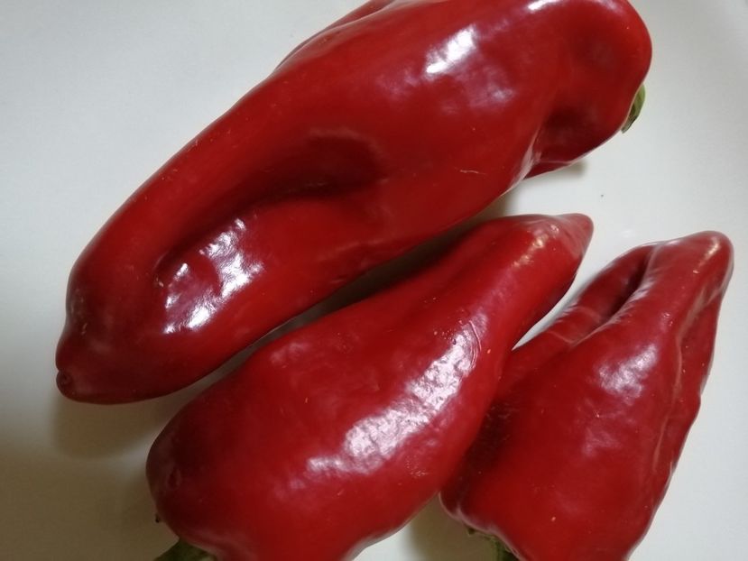  - SEMINTE ARDEI - A 68 BEL-GOY