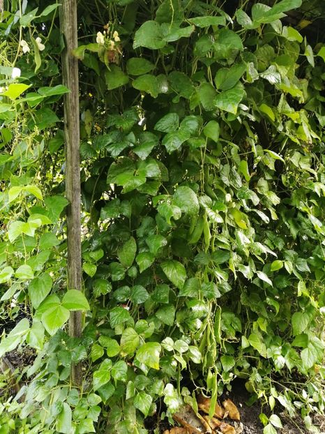  - SEMINTE FASOLE - D 213 SOISSONS RAME