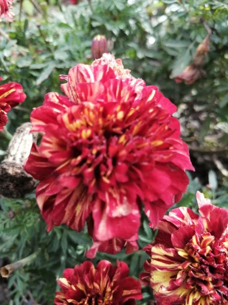  - SEMINTE CRAITE - D 197 MARYGOLD FRENCH STRAWBERRY BLONDE