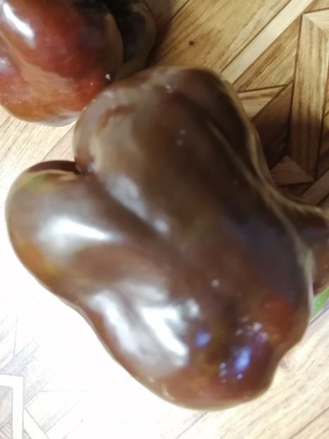  - SEMINTE ARDEI - A 73 CHOCOLATE EMERALD GIANT