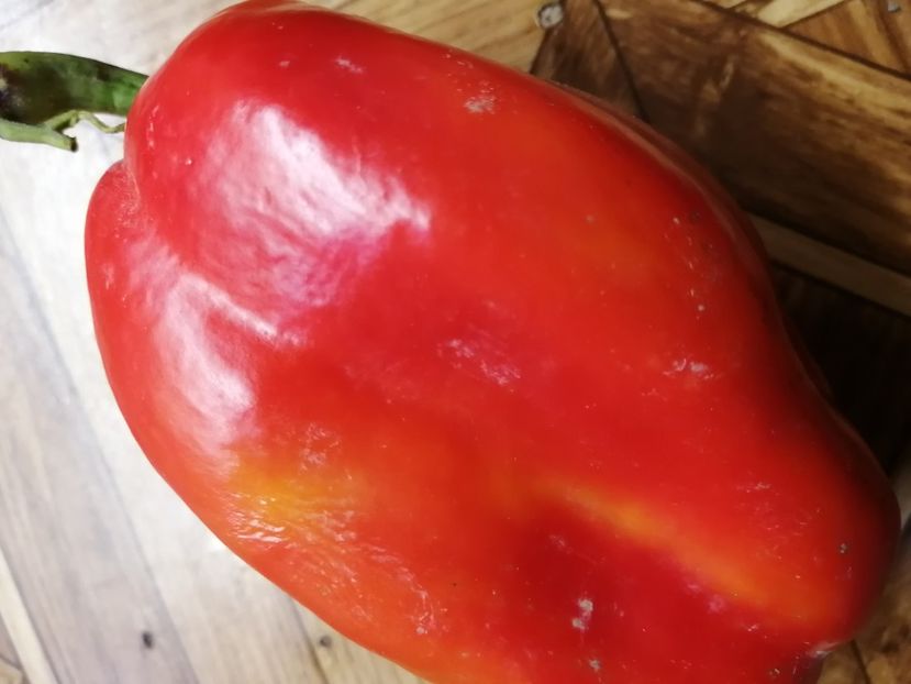  - SEMINTE ARDEI - A 64 CYBORG