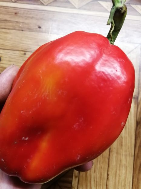  - SEMINTE ARDEI - A 64 CYBORG