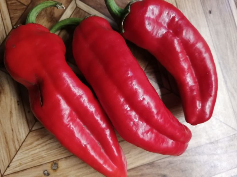  - SEMINTE ARDEI - A 58 LUNG ALEXANDRU