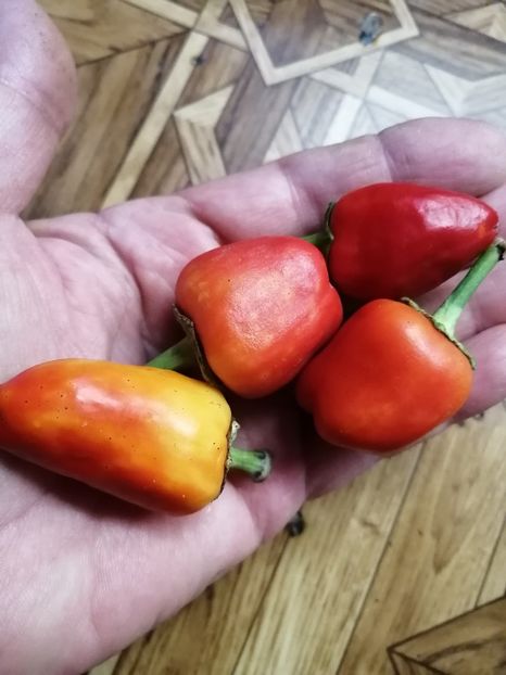  - SEMINTE ARDEI - A 76 ROSY CHEEKS