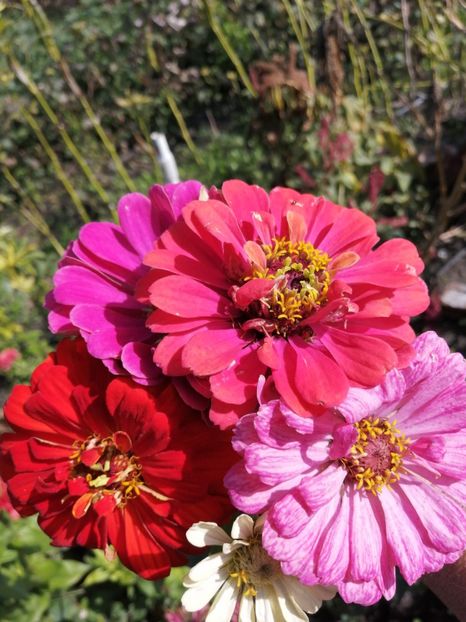  - SEMINTE CARCIUMARESE - D 193 MARI