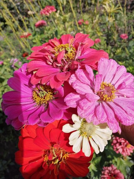  - SEMINTE CARCIUMARESE - D 193 MARI