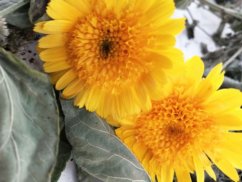  - SEMINTE GALBENELE - D 204 TOKAJ