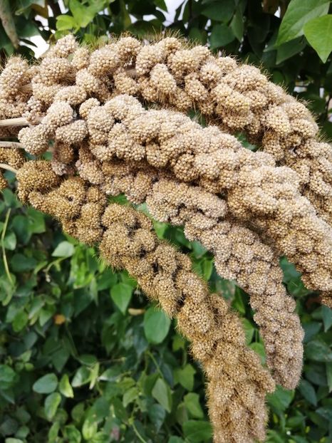  - SEMINTE MEI - D 199 Panicum miliaceum