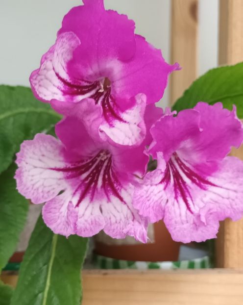  - STREPTOCARPUS