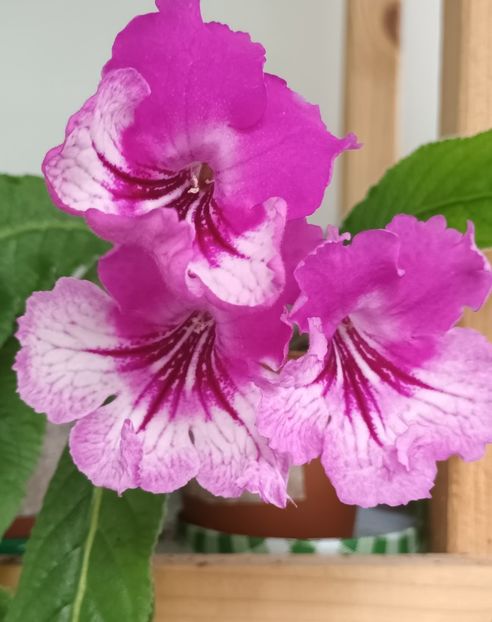  - STREPTOCARPUS