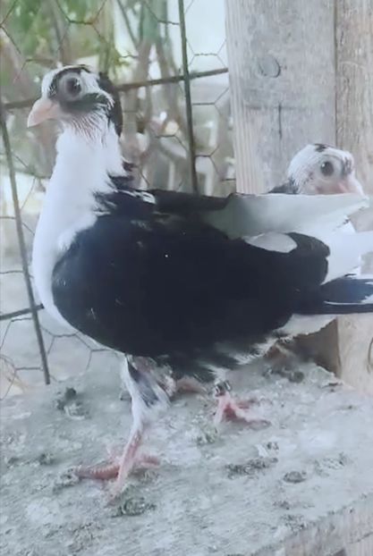 Screenshot_20221010_151331 - Pui 2021 2022