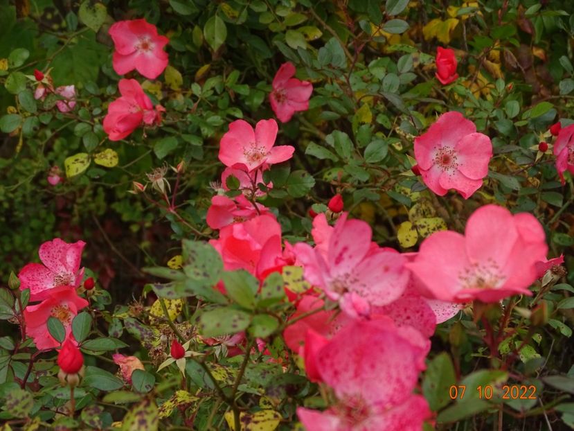  - Trandafiri 2022 4