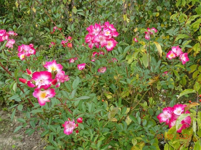  - Trandafiri 2022 4