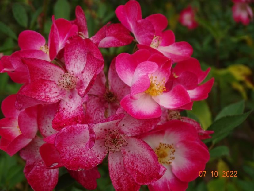 - Trandafiri 2022 4