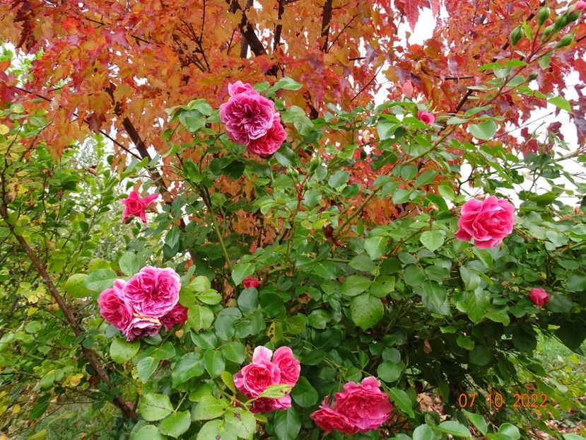  - Trandafiri 2022 4