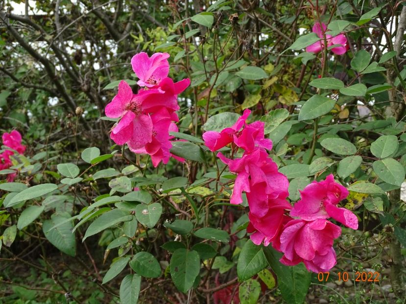  - Trandafiri 2022 4