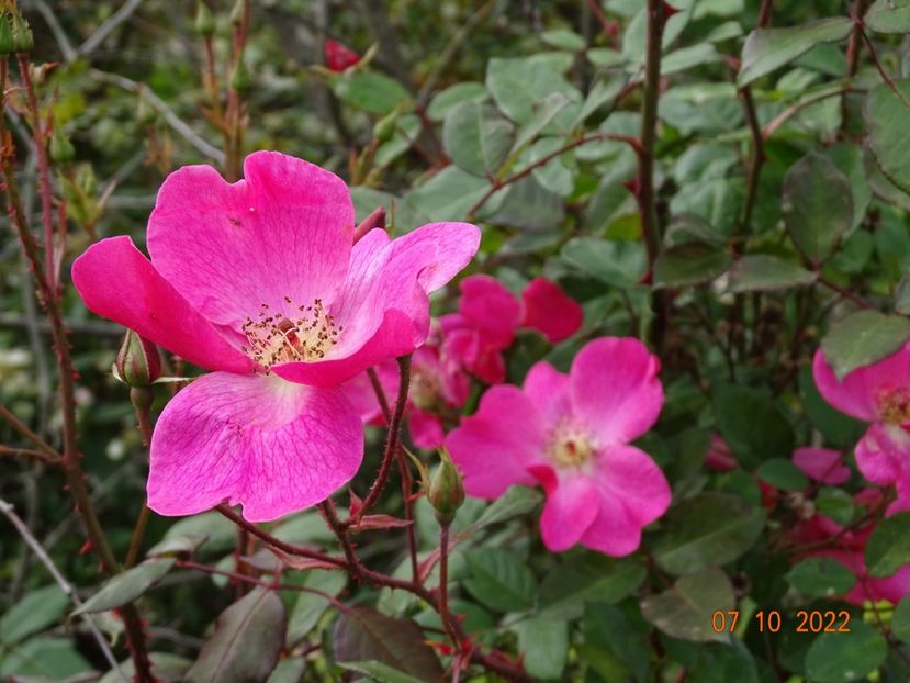 - Trandafiri 2022 4