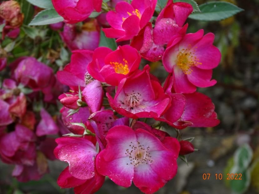  - Trandafiri 2022 4