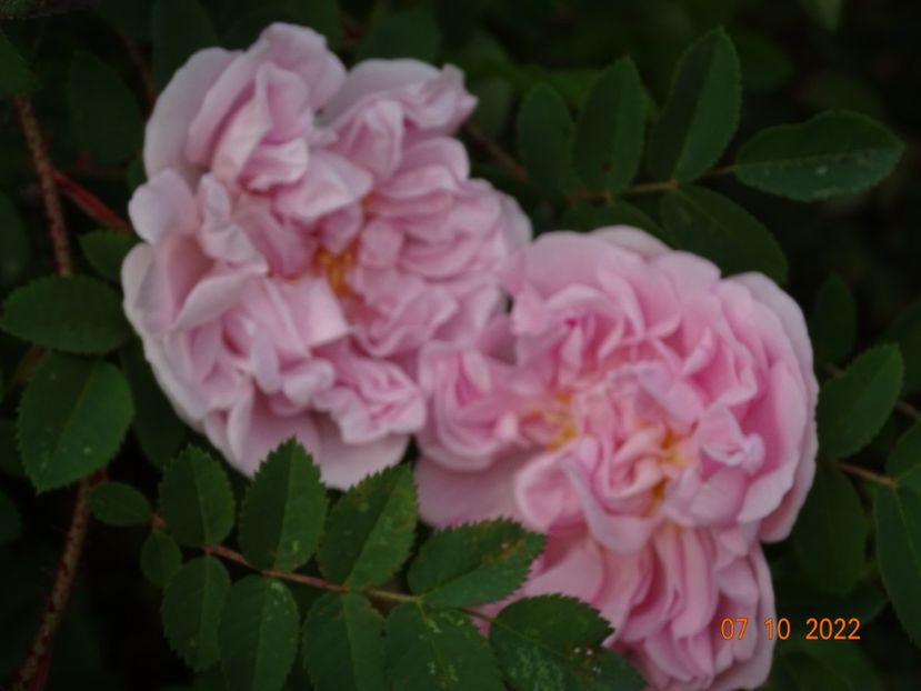  - Trandafiri 2022 4