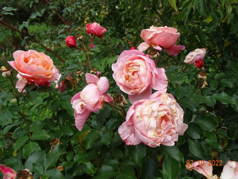  - Trandafiri 2022 4