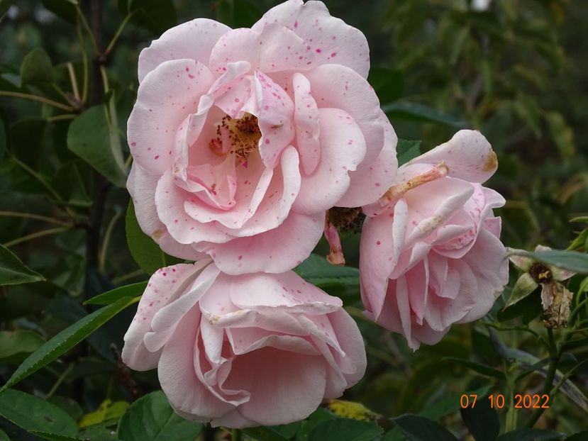  - Trandafiri 2022 4