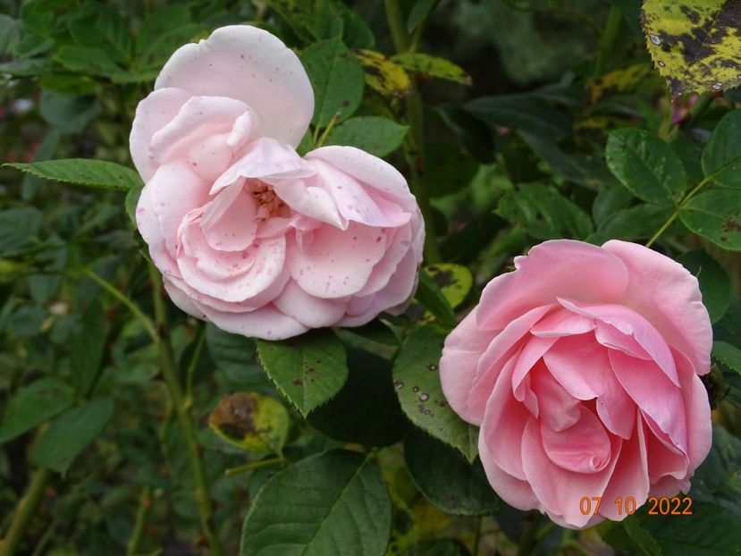  - Trandafiri 2022 4