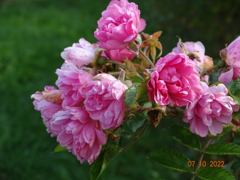  - Trandafiri 2022 4