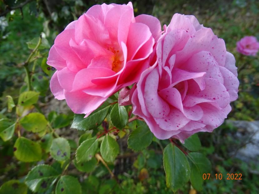 - Trandafiri 2022 4